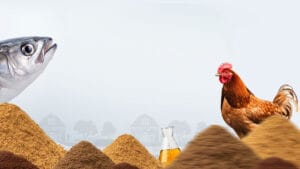 animal feed ingredients